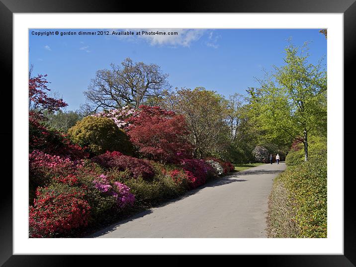 Pathway of colour Exbury Gardens Framed Mounted Print by Gordon Dimmer
