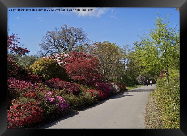 Pathway of colour Exbury Gardens Framed Print by Gordon Dimmer