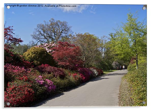 Pathway of colour Exbury Gardens Acrylic by Gordon Dimmer