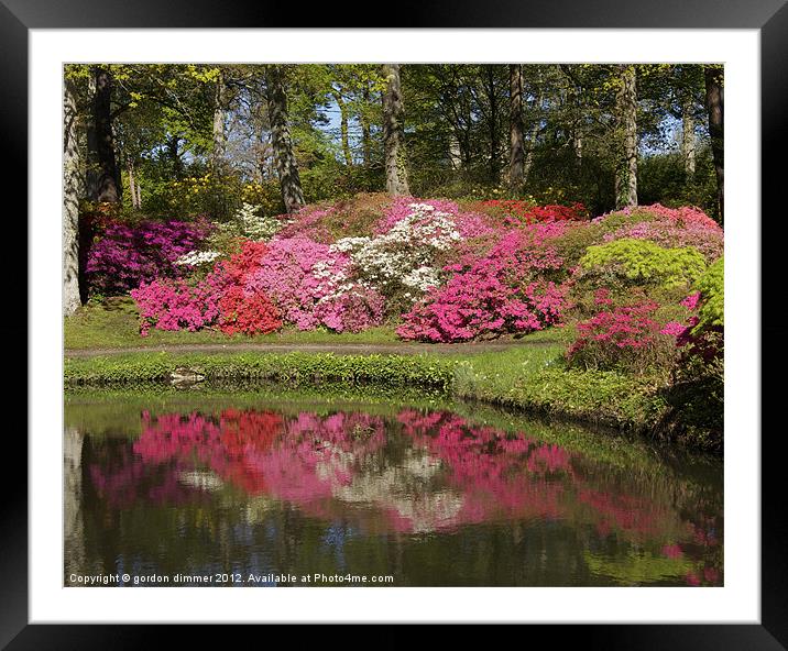 beautiful colours at Exbury pond Framed Mounted Print by Gordon Dimmer