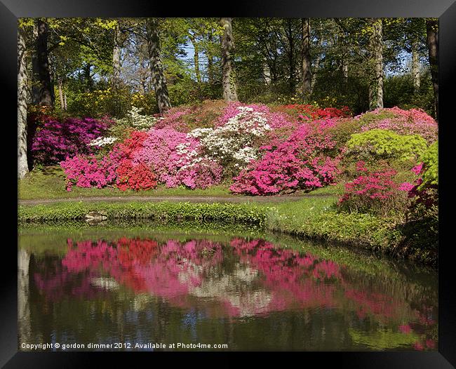 beautiful colours at Exbury pond Framed Print by Gordon Dimmer