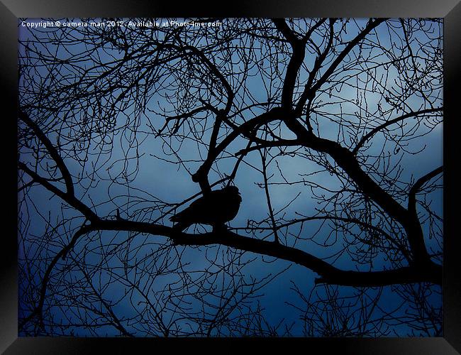 Dark Pigeon Framed Print by camera man
