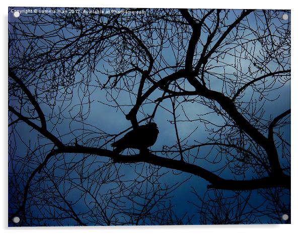 Dark Pigeon Acrylic by camera man