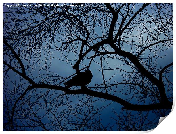Dark Pigeon Print by camera man