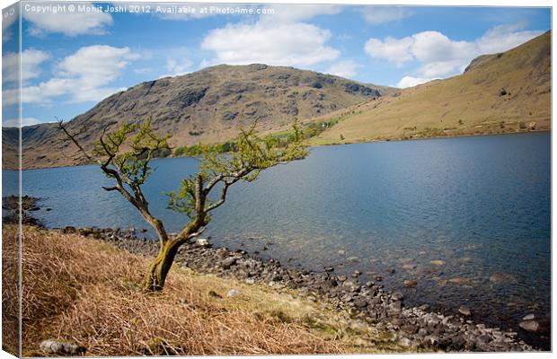 Lonely tree in Wastwater Canvas Print by Mohit Joshi