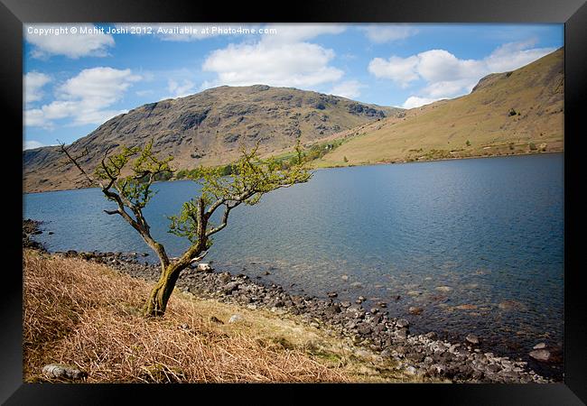 Lonely tree in Wastwater Framed Print by Mohit Joshi