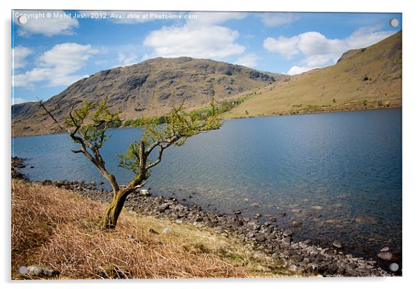 Lonely tree in Wastwater Acrylic by Mohit Joshi