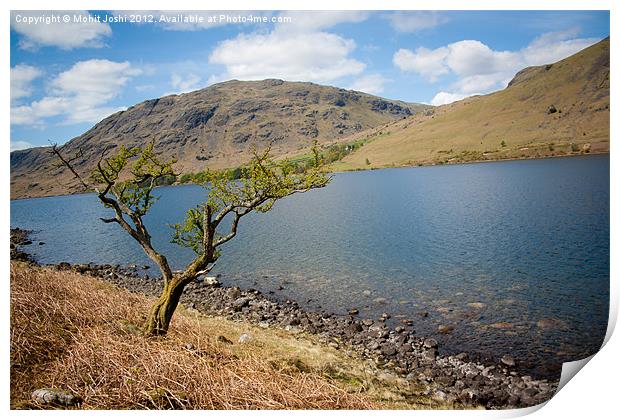 Lonely tree in Wastwater Print by Mohit Joshi
