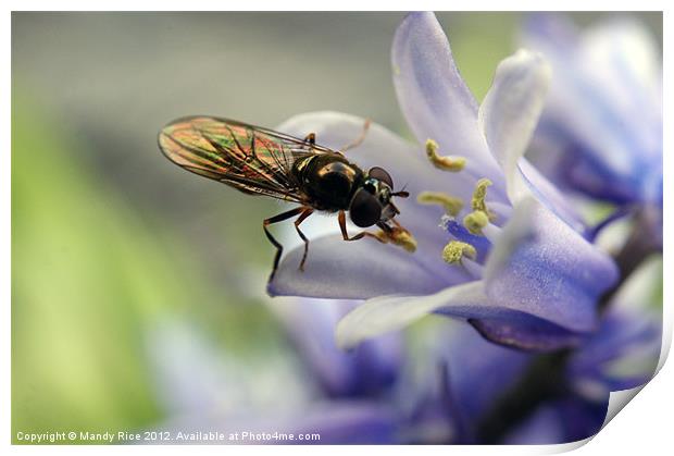Fly licking flower stamen Print by Mandy Rice