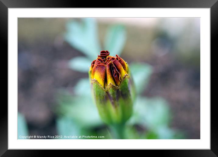 Marigold in bud Framed Mounted Print by Mandy Rice