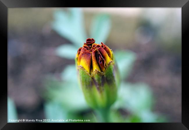 Marigold in bud Framed Print by Mandy Rice