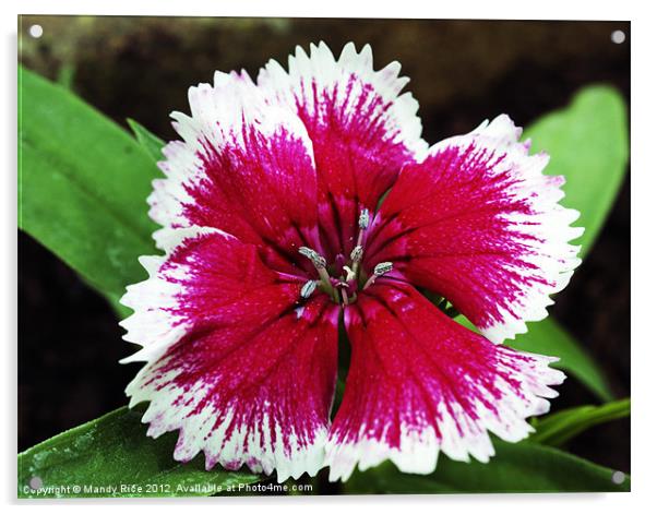 Dianthus flower Acrylic by Mandy Rice