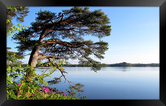 Muckross Lake Framed Print by barbara walsh