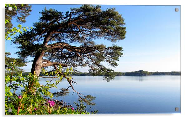 Muckross Lake Acrylic by barbara walsh