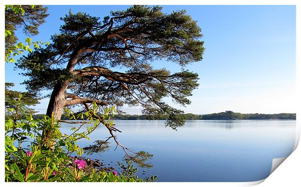 Muckross Lake Print by barbara walsh