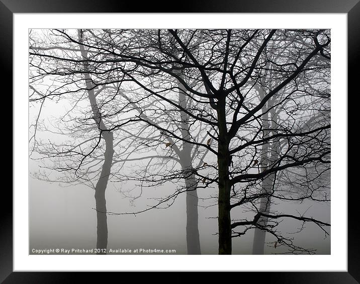 Trees in the Mist Framed Mounted Print by Ray Pritchard