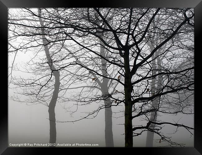 Trees in the Mist Framed Print by Ray Pritchard