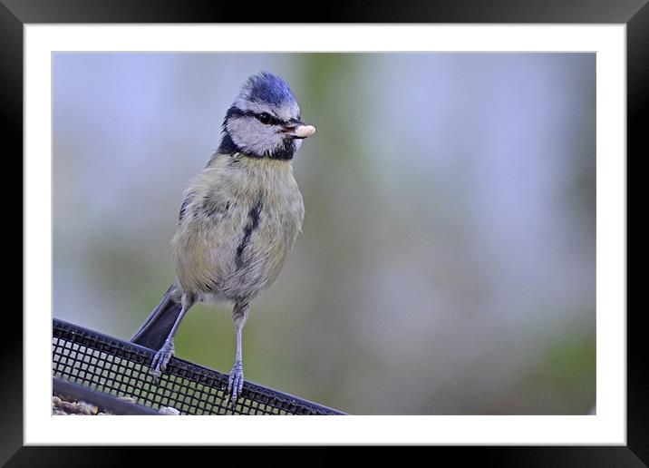 Standing Tall Framed Mounted Print by Donna Collett