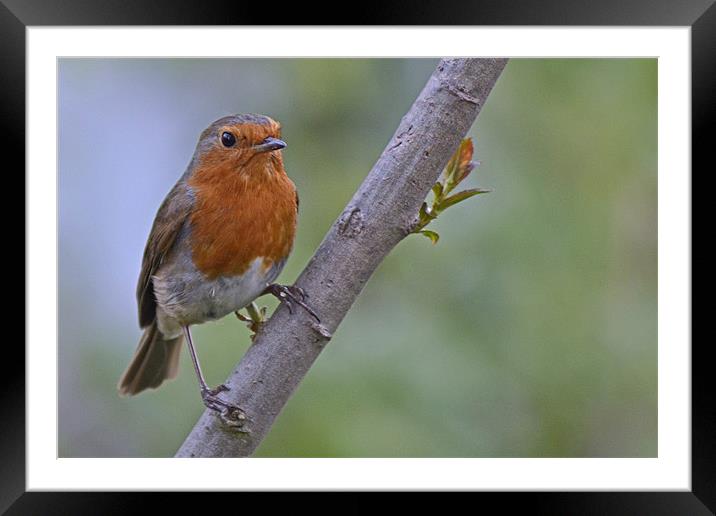 Robin Framed Mounted Print by Donna Collett