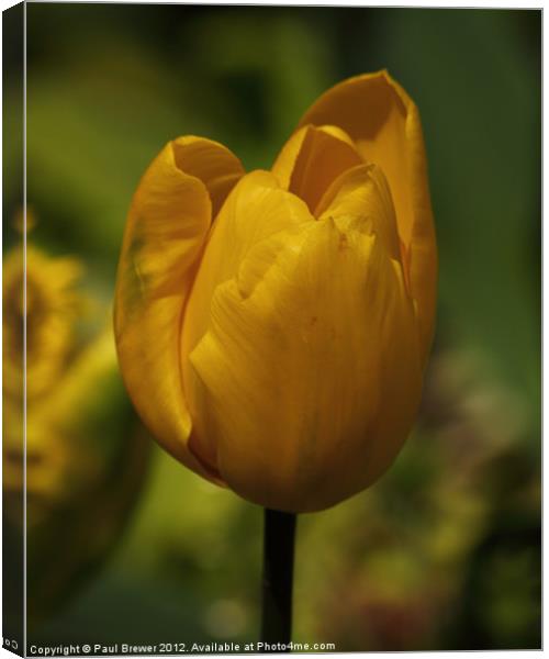 Yellow Tulip Canvas Print by Paul Brewer