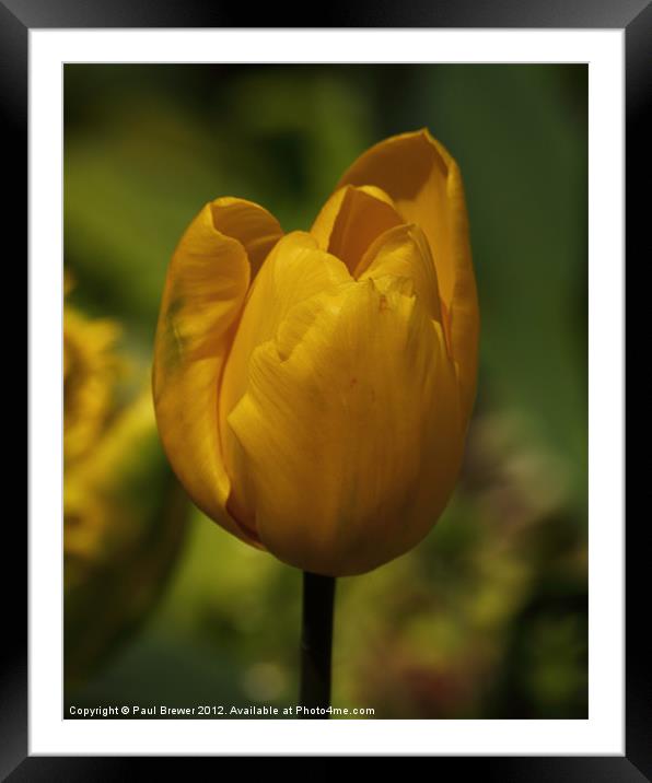 Yellow Tulip Framed Mounted Print by Paul Brewer