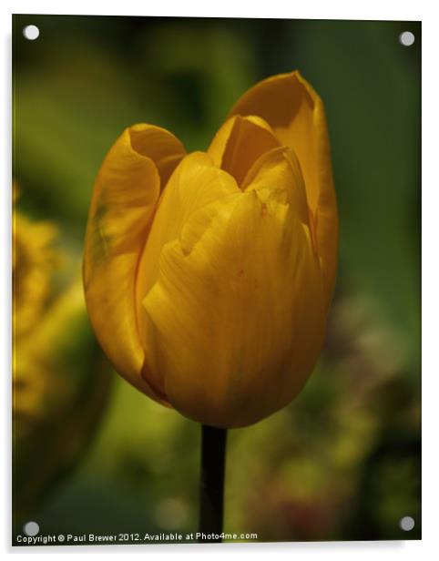 Yellow Tulip Acrylic by Paul Brewer