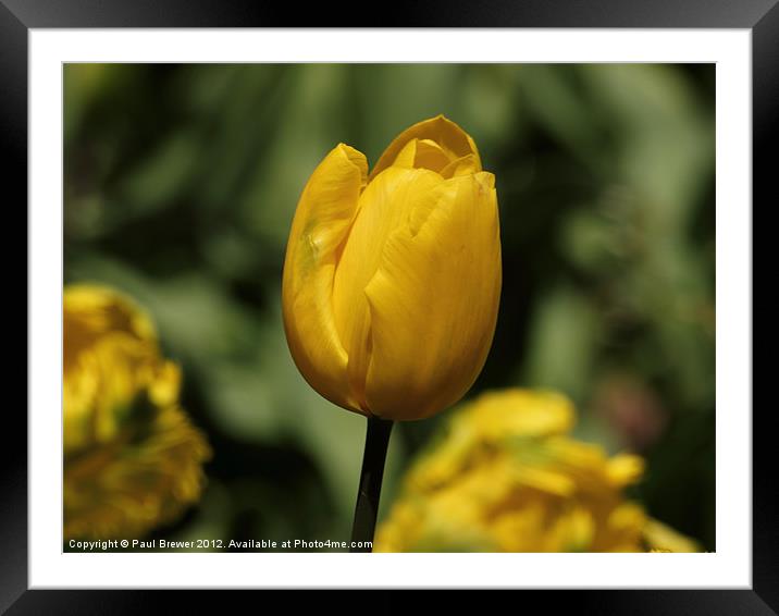 Yellow Tulips Framed Mounted Print by Paul Brewer