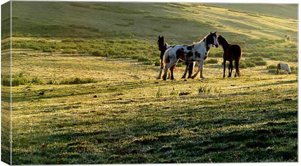 Horses in the Field Canvas Print by barbara walsh