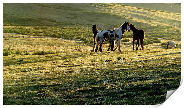 Horses in the Field Print by barbara walsh