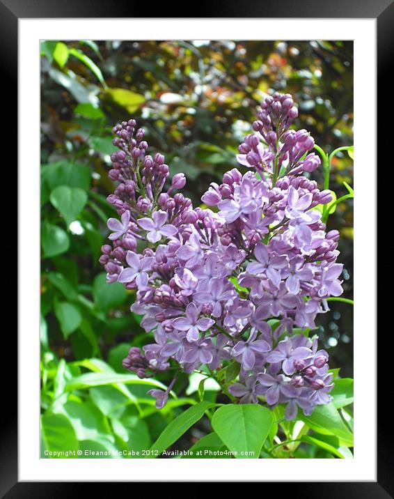 Lilac Delight Framed Mounted Print by Eleanor McCabe