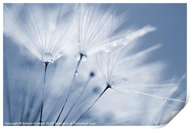Dusty Blue Dandelion Clock and Water Droplets Print by Natalie Kinnear