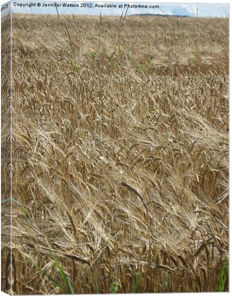 Field of Barley Canvas Print by Jennifer Henderson