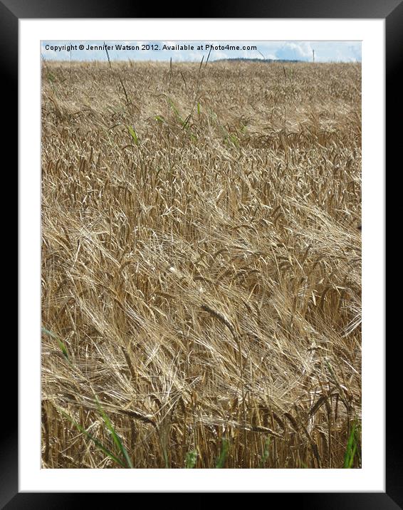 Field of Barley Framed Mounted Print by Jennifer Henderson