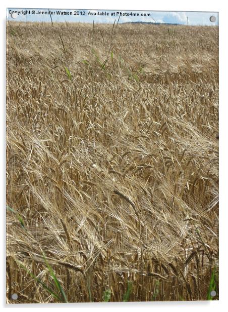 Field of Barley Acrylic by Jennifer Henderson