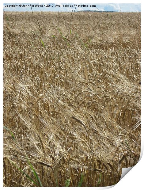 Field of Barley Print by Jennifer Henderson