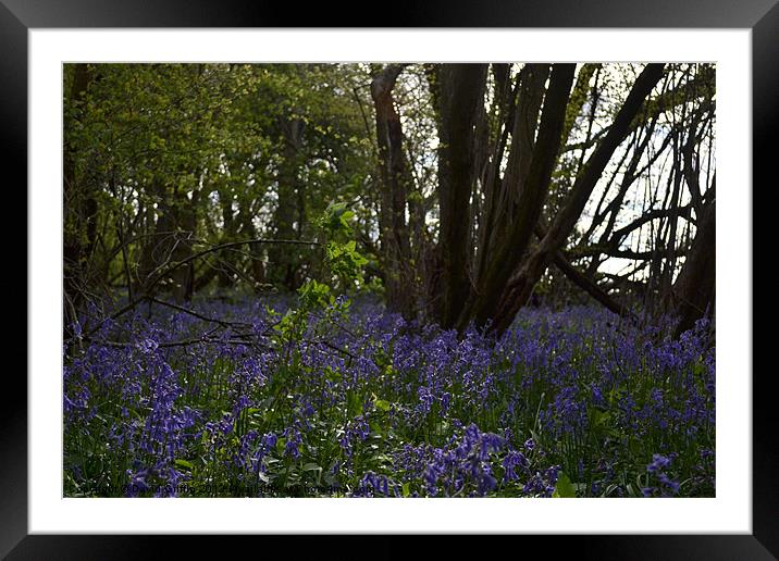 Bluebell woods Framed Mounted Print by David Griffin