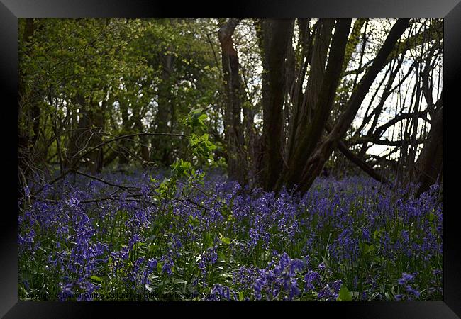 Bluebell woods Framed Print by David Griffin