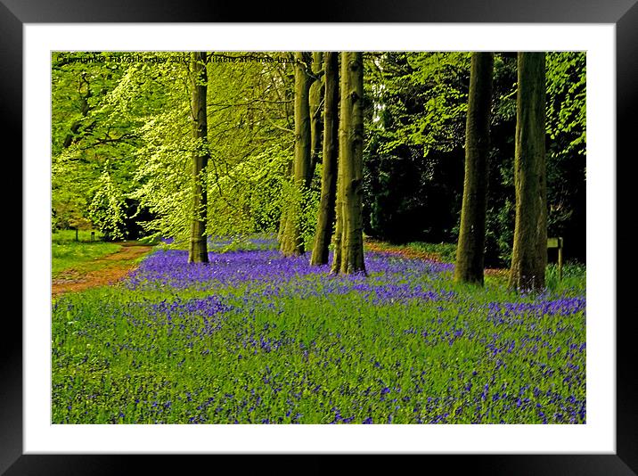 A walk in Bluebell Wood Framed Mounted Print by Trevor Kersley RIP