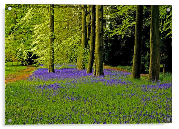 A walk in Bluebell Wood Acrylic by Trevor Kersley RIP