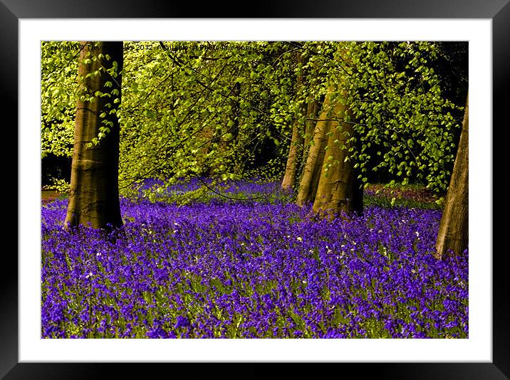 A walk in Bluebell Wood Framed Mounted Print by Trevor Kersley RIP