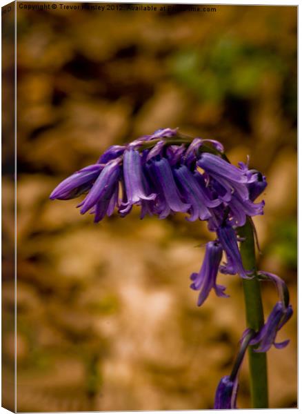 Bluebell Canvas Print by Trevor Kersley RIP