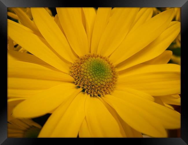 Heart of the Flower Framed Print by Albert Gallant