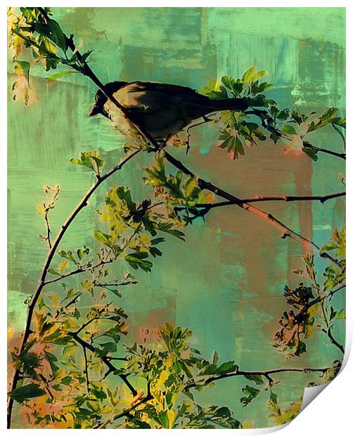 Resting bird.. Print by Rosanna Zavanaiu