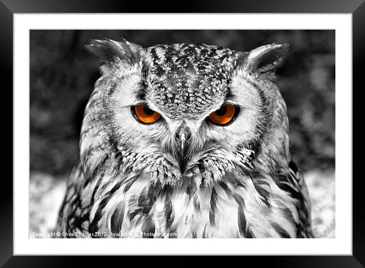 The Eyes have it Framed Mounted Print by Chris Thaxter
