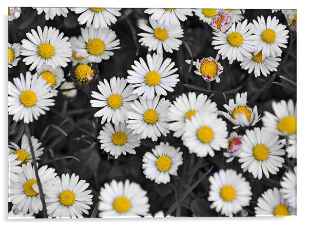 patch of daisies Acrylic by michelle rook