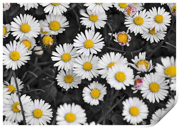 patch of daisies Print by michelle rook