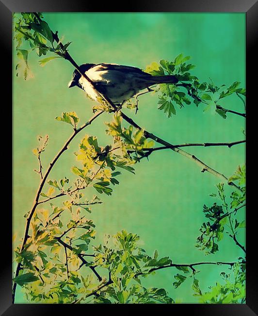 Resting Bird 2. Framed Print by Rosanna Zavanaiu