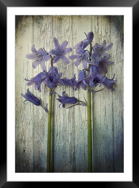bluebells Framed Mounted Print by Heather Newton