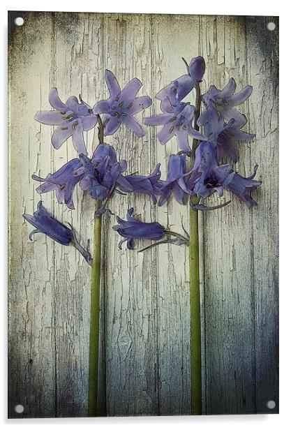 bluebells Acrylic by Heather Newton