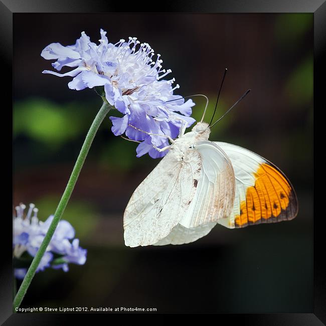 Orange-tip (Anthocharis cardamines) Framed Print by Steve Liptrot